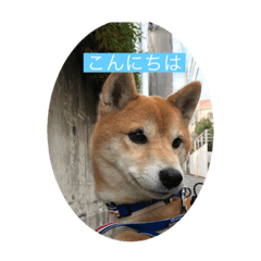 shiba-eita