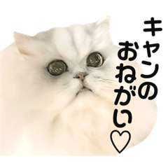 I am Cancan