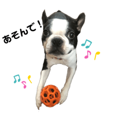 bostonterrier_run