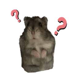 Tani's hamster life