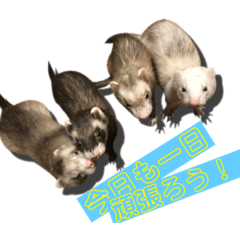 loves ferret 2