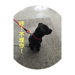 哼！不理你