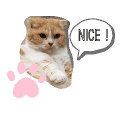 Round happy cat marimo