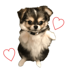 cute dog noel
