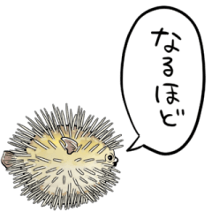 talking porcupinefish
