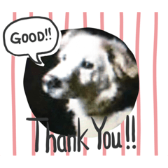 ringo_20200520223008