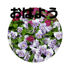 Comment on the flowers
