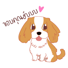 Cute Cavalier King Charles Spaniel Dog