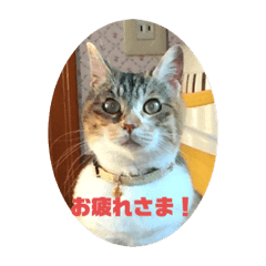 かわいい三毛猫スタンプ Lineクリエイターズスタンプ Stamplist かわいい三毛猫スタンプ Lineクリエイターズスタンプ Stamplist