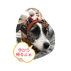 ジャックラッセルテリアラテスタンプ6 Lineクリエイターズスタンプ Stamplist