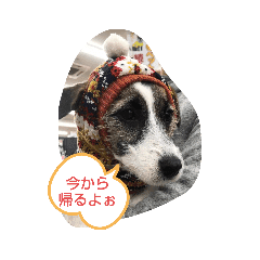 ジャックラッセルテリアラテスタンプ6 Lineクリエイターズスタンプ Stamplist ジャックラッセルテリアラテスタンプ6 Lineクリエイターズスタンプ Stamplist