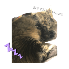 kijitoranekonokoyukichan