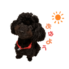 toy poodle, Shiro