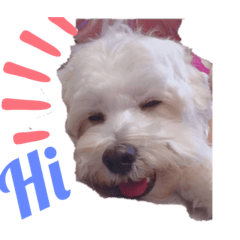 瑪爾濟斯-帶錢&奶茶