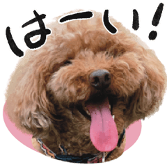 Communication of a lovely toy poodle
