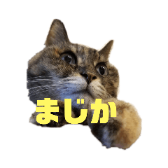 neco neco nyan nyan