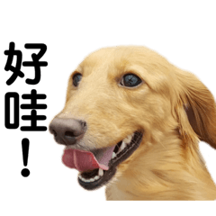 臘腸犬酷比