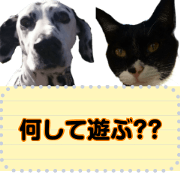 Bat cat Yuzu& DalmatianTsukushi"Message"