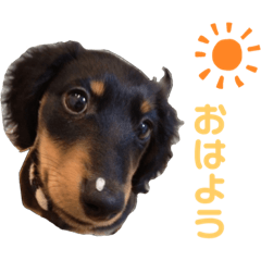 Ponta Miniature Dachshund