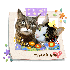 いぬとも ねことも うちの にゃんこ Line スタンプ Line Store