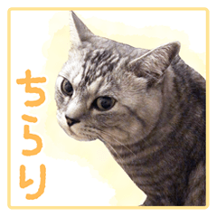 Maru-kun's sticker 2
