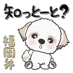 Shih Tzu Dog 41