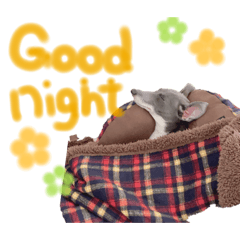 Italian Greyhound SOFIA - daily stamp