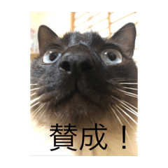 junko_20200522201313