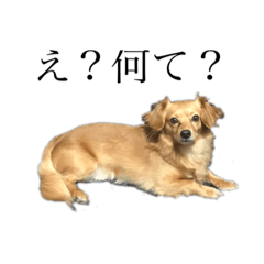 musapi_20200522204528