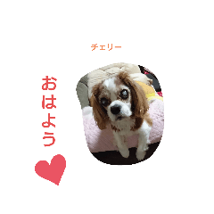 cherry_20200522221121