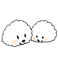 Bichon Frise fluffy dogs