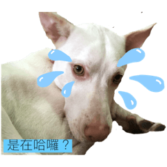 可愛的小狗狗狗