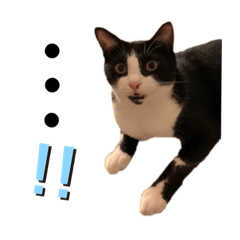 hachiware_twin_cats