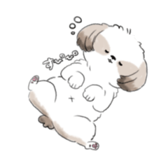 fluffy shih-tzu koro
