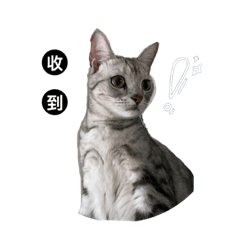 我家Boom Boom 的生活日常!