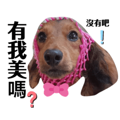 哈利是不是很可愛