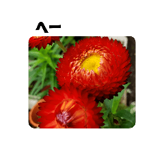 Add an exclamation point a flower