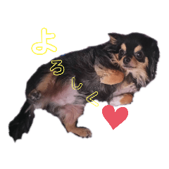 癒されマロン③