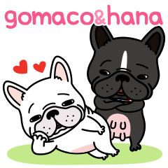 French bulldog Gomaco and Hana 2 English