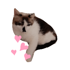 可愛貓貓 (-≧▽≦)-