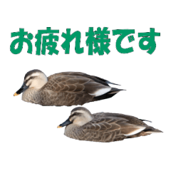 Bird photos and Japanese honorific