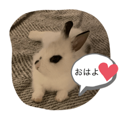 usaginotenchan sutanpu