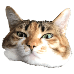 catttt.