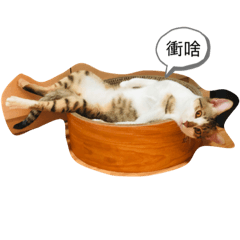 章魚丸子（白貓與米克斯）