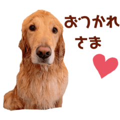 Sweet GoldenRetriever