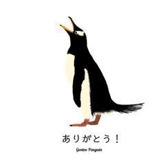 Penguins; all kinds