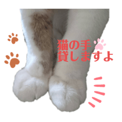 shima_shima_cats