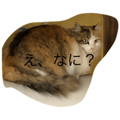 dangodaisuki