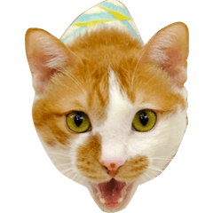fanfan fat cat – LINE stickers | LINE STORE