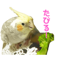 Lovely Cockatiels, cats, dogs